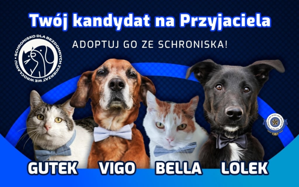 Trwa kampania wyborcza... we Wrocławskim Schronisku dla Bezdomnych Zwierząt - Fot: Wrocłąwskie Schronisko dla Bezdomnych Zwierząt