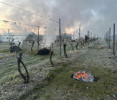 Wiecz&oacute;r zDolnego Śląska. Katastrofa w dolnośląskich winnicach i sadach po ostatnich przymrozkach