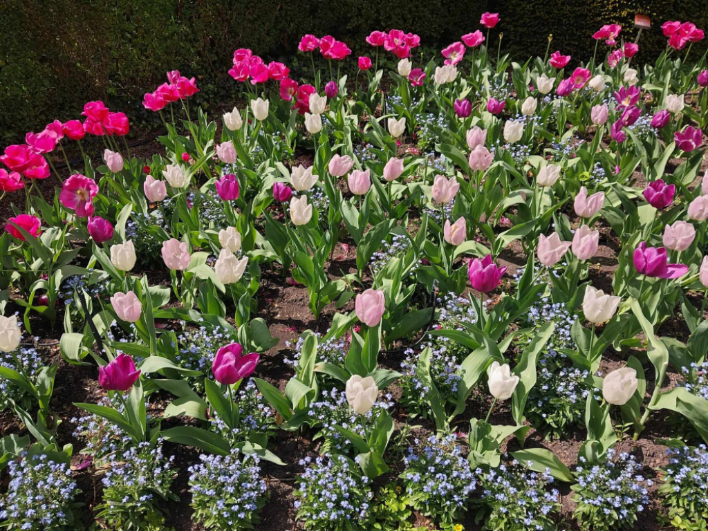 Raj dla miłośników tulipanów. Gdzie? - fot. Ewa Zając