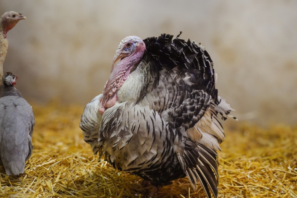 Nowa gwiazda dziecińca w zoo - poznajcie Gilberta - Fot: materiały prasowe