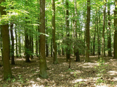 Nadleśnictwo Oleśnica Śląska skupuje grunty, aby… sadzić więcej drzew