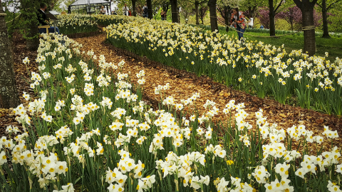 DRJ: Dni Funduszy Europejskich w Arboretum Wojsławice - 8