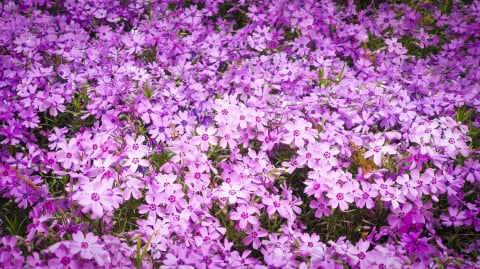 DRJ: Dni Funduszy Europejskich w Arboretum Wojsławice - 10