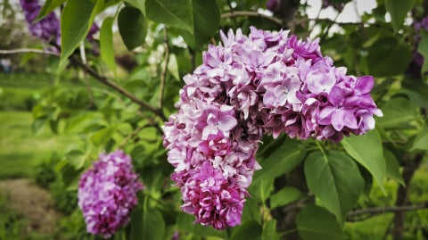 DRJ: Dni Funduszy Europejskich w Arboretum Wojsławice - 4