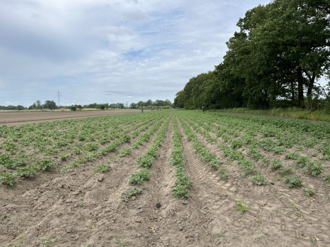 Wrocław pierwszym miastem w Polsce z własną... farmą - 0