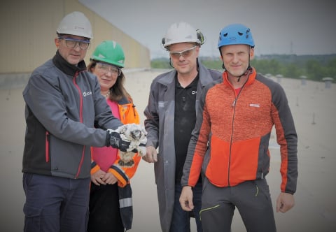 W zakładzie KGHM w Polkowicach zamieszkały sokoły - 4
