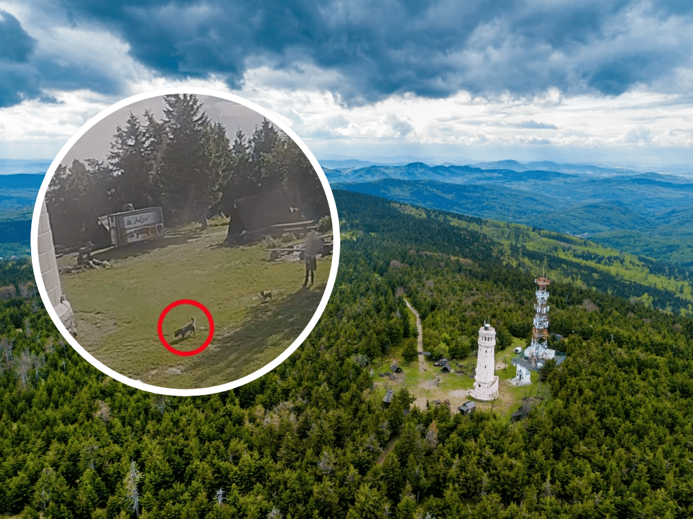 Nieodpowiedzialna wędrówka tragiczna w skutkach. Na Wielkiej Sowie zginął pies - fot. Gmina Pieszyce / zrzut ekranu