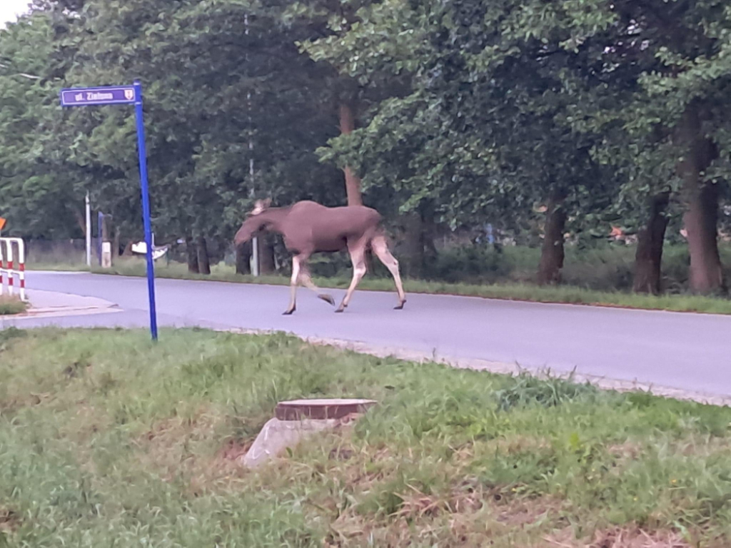 Łośtrzeżenie, czyli łoś w podwrocławskich Iwinach - fot. użyczone