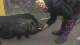 Rozpaczliwa walka o świnki wietnamki
