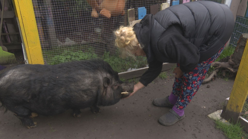Są zdrowe, ale muszą zostać uśmiercone. Rozpaczliwa walka o świnki wietnamki - fot. Karolina Bieniek 