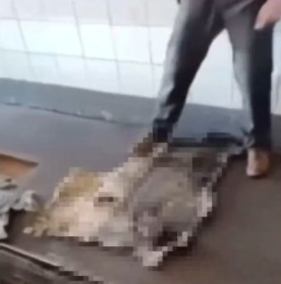 18-latek z Oleśnicy odpowie za zamęczenie kuny na śmierć