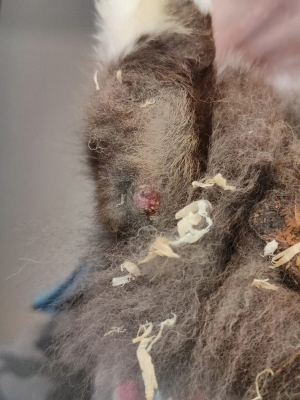 Miał być maskotką przedszkola, ale stał się jego ofiarą? - 3