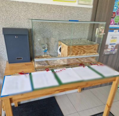 Miał być maskotką przedszkola, ale stał się jego ofiarą?
