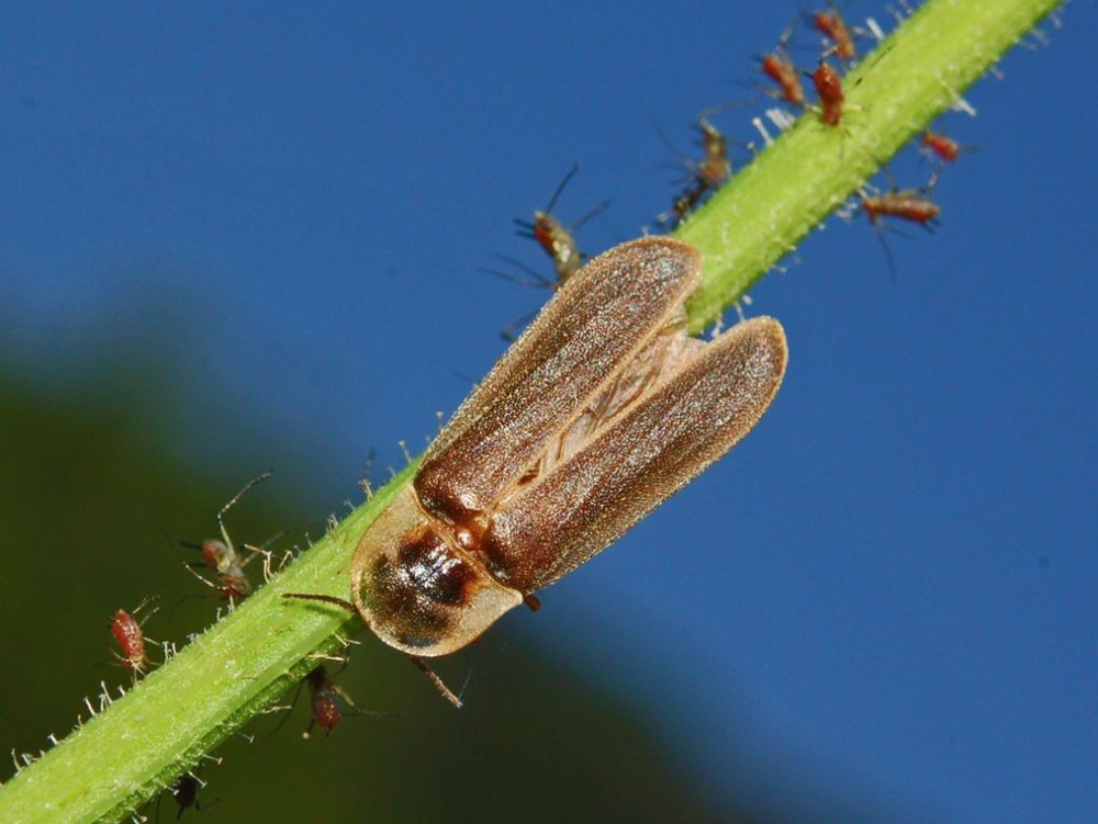 Kiedyś było ich pełno, teraz coraz trudniej je spotkać - fot. Wikipedia/Hectonichus/CC BY-SA 3.0