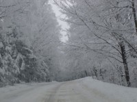 Leśnicy liczą straty po zimie - 