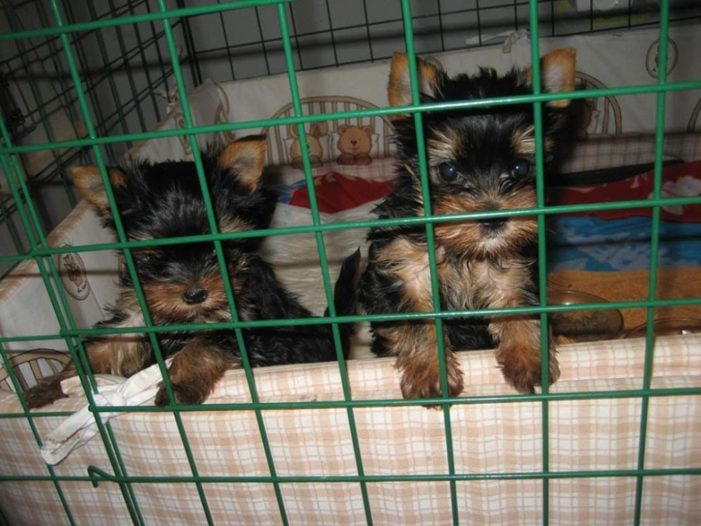 Możesz pomóc w walce o zwierzęta - fot. pomoc.pl