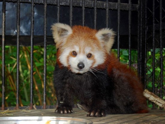 Nowa panda w Zoo (Zdjęcia) - 1