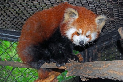 Nowa panda w Zoo (Zdjęcia) - 0
