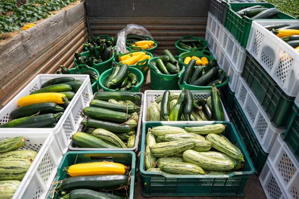 Miejska farma obrodziła. Plony trafiają do żłobków i DPS-ów – fot. materiały prasowe / Urząd Miejski Wrocławia