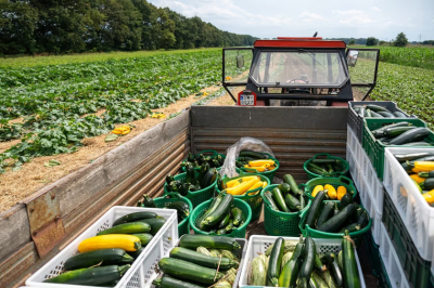 Miejska farma obrodziła. Plony trafiają do żłobków i DPS-ów - 9