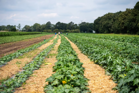 Miejska farma obrodziła. Plony trafiają do żłobków i DPS-ów - 2
