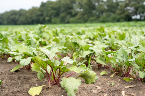 Miejska farma obrodziła. Plony trafiają do żłobków i DPS-ów - 4