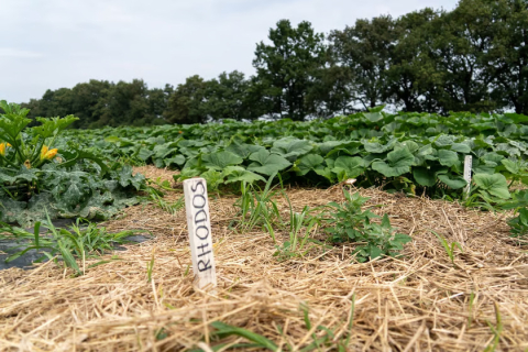 Miejska farma obrodziła. Plony trafiają do żłobków i DPS-ów - 5