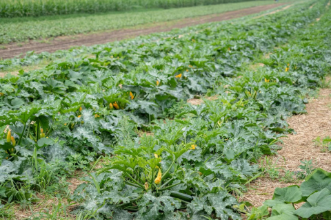 Miejska farma obrodziła. Plony trafiają do żłobków i DPS-ów - 7