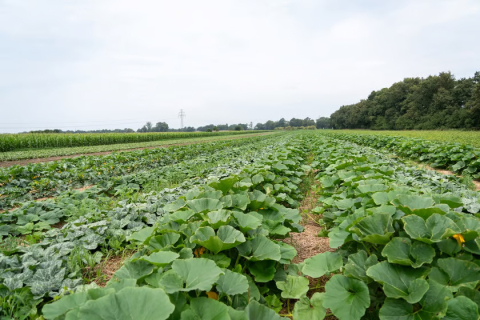 Miejska farma obrodziła. Plony trafiają do żłobków i DPS-ów - 8