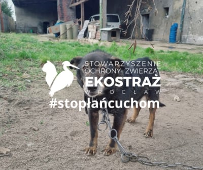 Wrocławska Ekostraż walczy o zakaz trzymania ps&oacute;w na łańcuchach