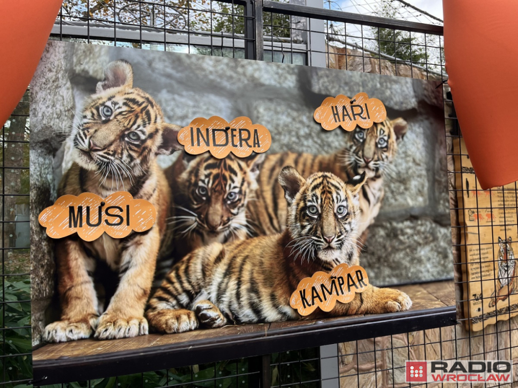 Tygrysy z Zoo Wrocław mają już imiona! – Tygrysy z wrocławskiego zoo, fot. Beata Makowska
