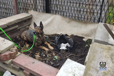 Ponad 4,5 kg narkotyk&oacute;w zdjętych z czarnego rynku. Aresztowano 47-latka z Wałbrzycha