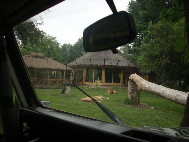 Poczuj się jak na Safari (Zobacz) - 2