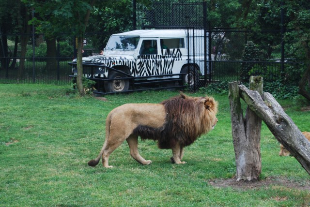 Poczuj się jak na Safari (Zobacz) - 0