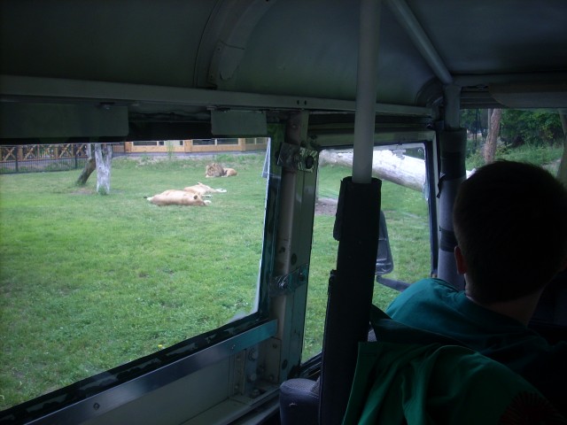 Poczuj się jak na Safari (Zobacz) - 1