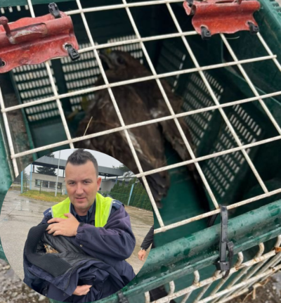 Ranny jastrząb utknął na ekspres&oacute;wce. Policjanci ruszyli z pomocą