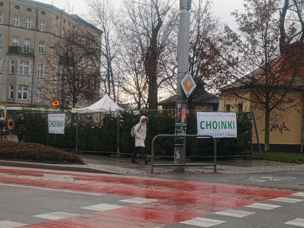 Ile kosztuje choinka we Wrocławiu? Nadleśnictwa szykują akcję specjalną przed świętami - Czy można legalnie wyciąć samemu świerk w lesie? Fot: Mirosława Kuczkowska
