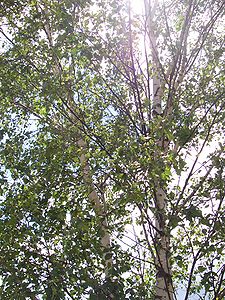 W niedzielę zakupów nie zrobimy - Fot. Wikipedia
