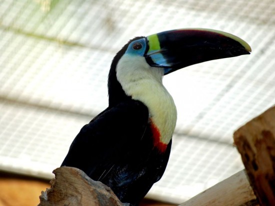 Nowe zwierzęta w Zoo (Zobacz) - 1