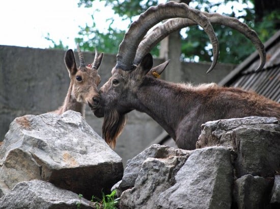 Nowe zwierzęta w Zoo (Zobacz) - 5