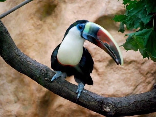 Nowe zwierzęta w Zoo (Zobacz) - 0