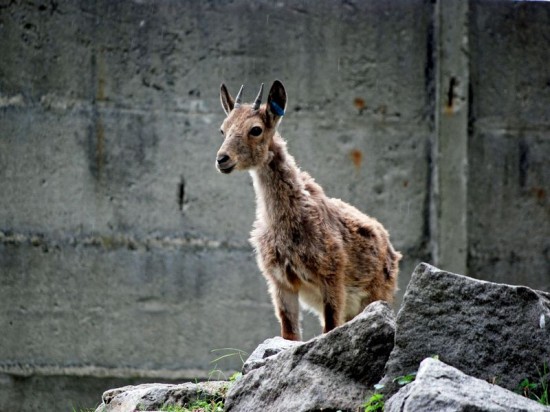 Nowe zwierzęta w Zoo (Zobacz) - 4