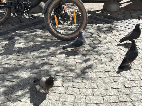 Blisko 80 tys. gołębi żyje we Wrocławiu. Czy ich obecność stanowi duży problem dla miasta? - 0