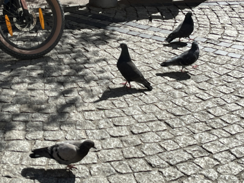 Blisko 80 tys. gołębi żyje we Wrocławiu. Czy ich obecność stanowi duży problem dla miasta? - 1
