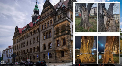 Muszą wyciąć pomnik przyrody w Legnicy. Stanie się drzewem-świadkiem?