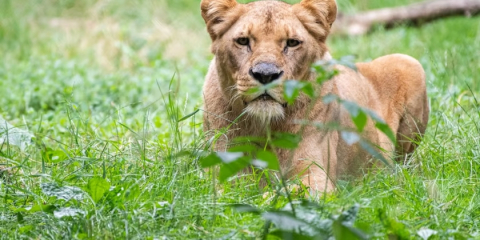 Lwica Okavango z wrocławskiego zoo nie żyje. "Królowa Ogrodu" mieszkała w nim przez 16 lat - 0