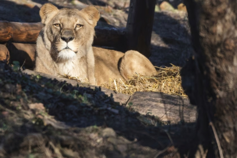 Lwica Okavango z wrocławskiego zoo nie żyje. "Królowa Ogrodu" mieszkała w nim przez 16 lat - 1