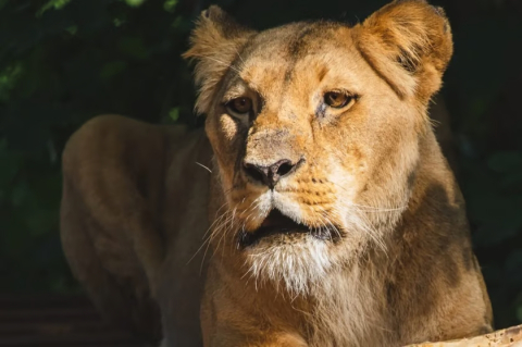 Lwica Okavango z wrocławskiego zoo nie żyje. "Królowa Ogrodu" mieszkała w nim przez 16 lat - 2