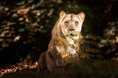 Lwica Okavango z wrocławskiego zoo nie żyje. "Królowa Ogrodu" mieszkała w nim przez 16 lat - 3