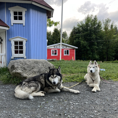 Dolnośląskie husky odwiedzają domy dziecka w całej Polsce. Wystarczy wysłać maila! - 1